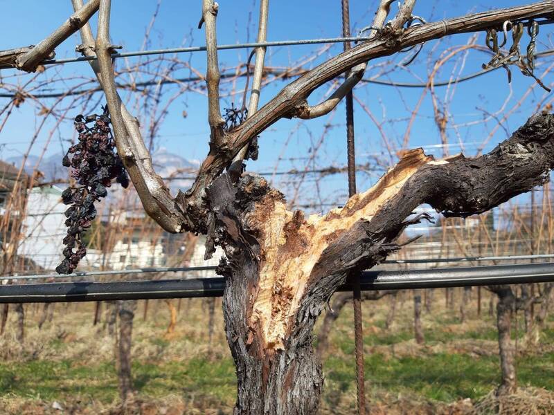 Corso teorico pratico sulla tecnica Curetage per la prevenzione e la cura del Mal dell’esca