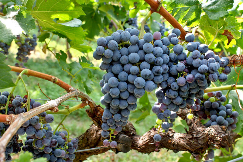 17a Giornata tecnica della vite e del vino
