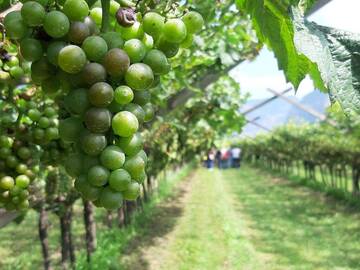 Vigneti bio, sotto osservazione peronospora, oidio e flavescenza