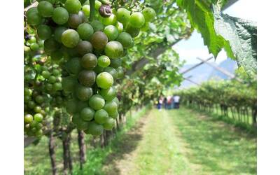 Immagine: incontro viticoltura bio - 3 ago 23- uff stampa (4)