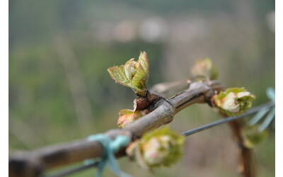 Immagine: maggio 075