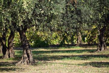 Immagine: olives-1752199