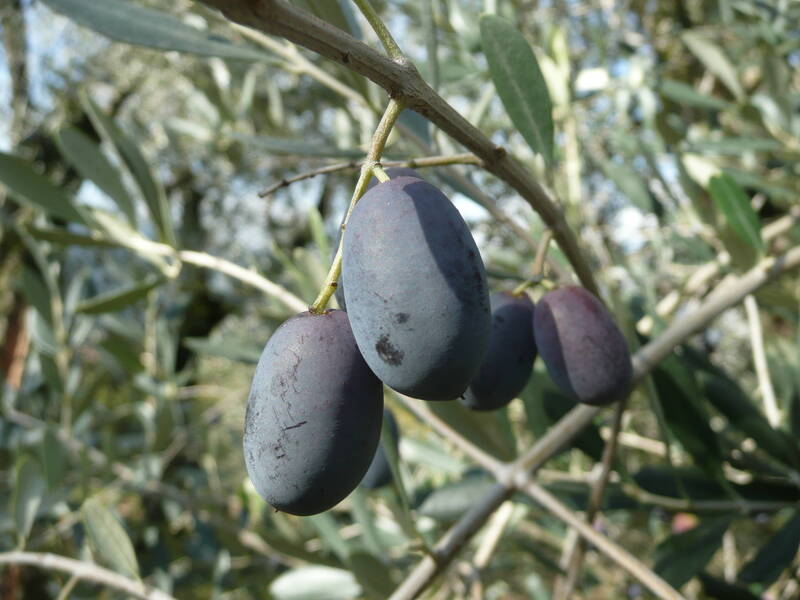 Corsi olivicoltura