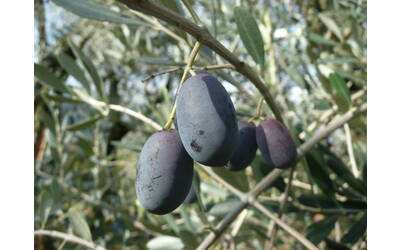 Immagine: P1100164 (1)