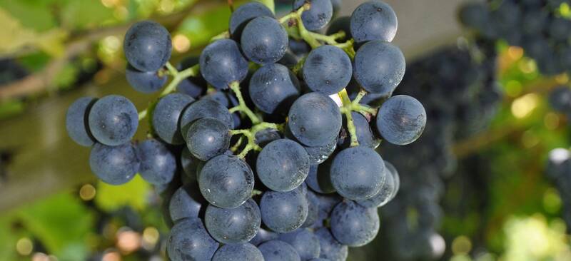 15a Giornata tecnica della vite e del vino