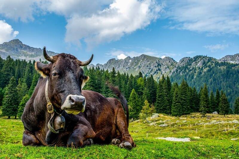 La storia genetica delle Valli Dolomitiche: il caso (studio) dei Rendeneri e dei loro bovini