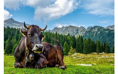 Immagine: razza rendena (5)