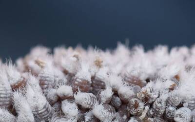 Immagine: ritagli colonia di Afide lanigero su germoglio