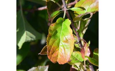 Immagine: scopazzi del melo - sintomi