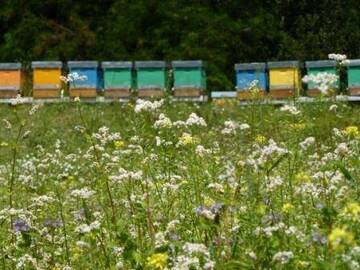 Immagine: semina di piante nettarifere