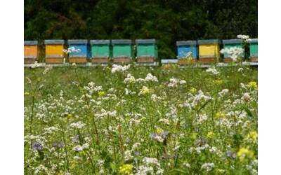 Immagine: semina di piante nettarifere