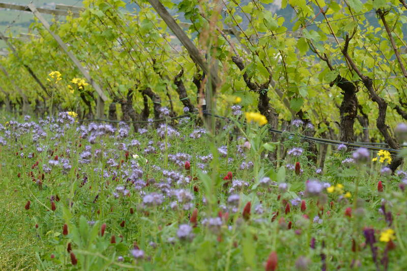 Presentazione prove sperimentali viticoltura e frutticoltura biologica
