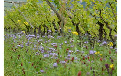 Immagine: Temp (190)