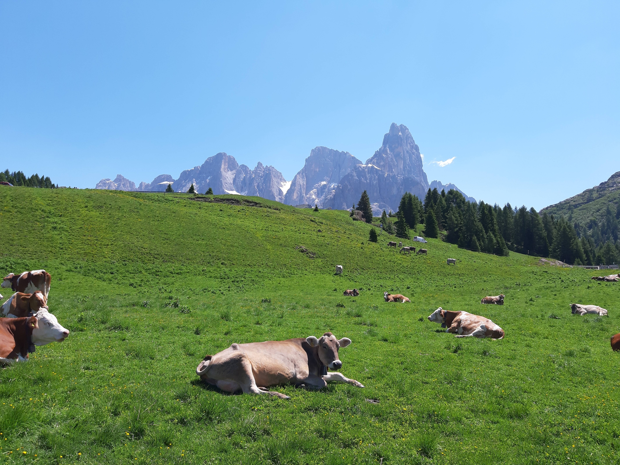 Immagine: zoot 1